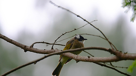 大自然动物实拍白头鹎小鸟实拍视频