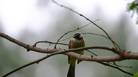 大自然动物实拍白头鹎小鸟实拍视频