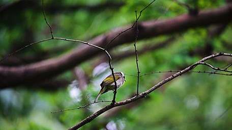 大自然动物实拍白头鹎小鸟实拍视频