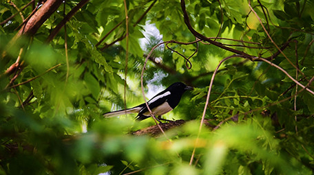大自然动物实拍白颊噪鹛鹊鸲小鸟实拍视频