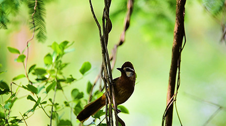 大自然动物实拍白颊噪鹛鹊鸲小鸟实拍视频