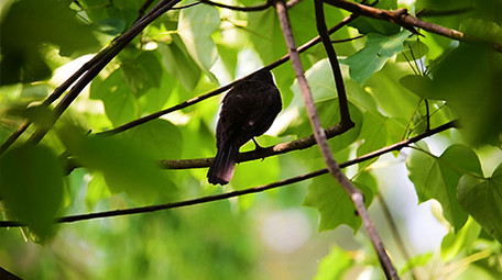 大自然动物实拍白颊噪鹛鹊鸲小鸟实拍视频