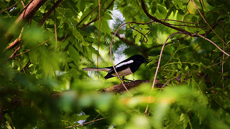 大自然动物实拍白颊噪鹛鹊鸲小鸟实拍视频