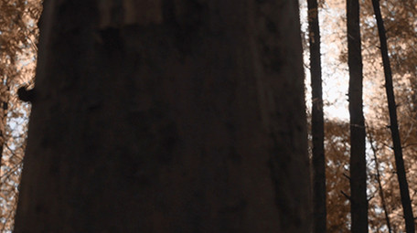 4k升格秋天阳光下的森林唯美空镜