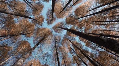 4k升格秋天阳光下的森林唯美空镜