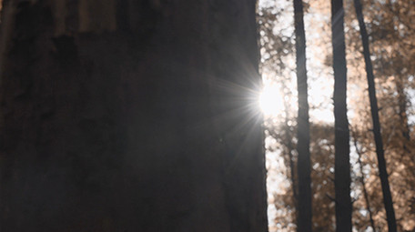 4k升格秋天阳光下的森林唯美空镜