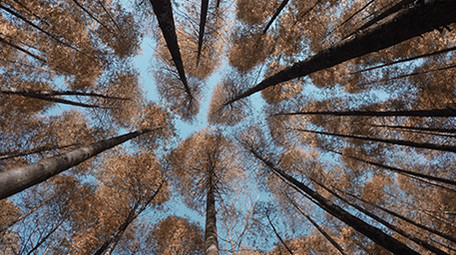 4k升格秋天阳光下的森林唯美空镜