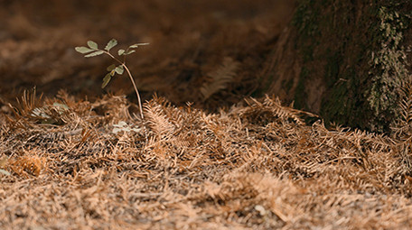 阳光下森林地面实拍