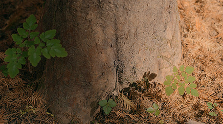 阳光下森林地面实拍