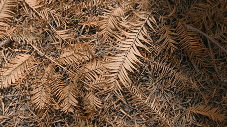 阳光下森林地面实拍