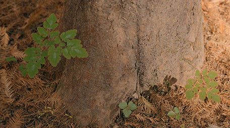 阳光下森林地面实拍