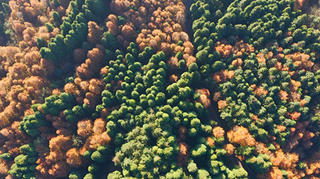 航拍阳光下的山王坪景区彩色森林