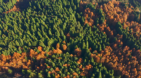 航拍阳光下的山王坪景区彩色森林