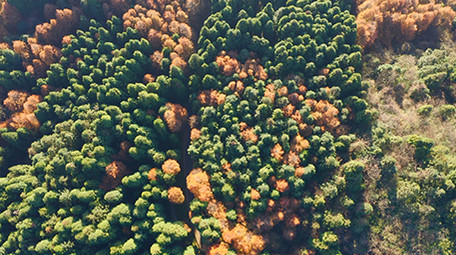 航拍阳光下的山王坪景区彩色森林