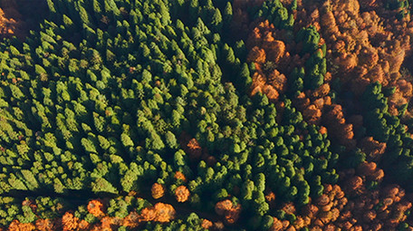 航拍阳光下的山王坪景区彩色森林