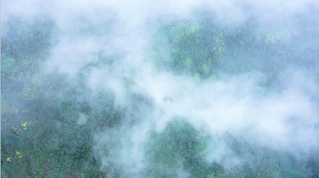 4K航拍森林树木云雾缭绕视频素材