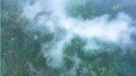 4K航拍森林树木云雾缭绕视频素材