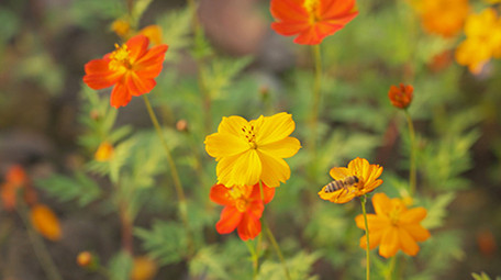 4k升格小蜜蜂在花朵上采蜜实拍