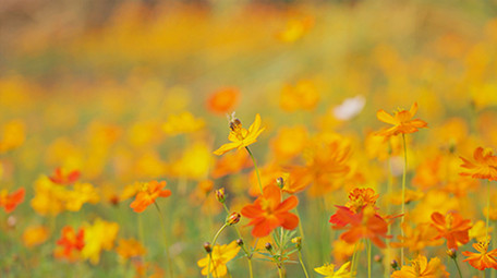 4k升格小蜜蜂在花朵上采蜜实拍