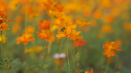 4k升格小蜜蜂在花朵上采蜜实拍