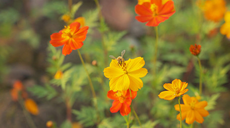 4k升格小蜜蜂在花朵上采蜜实拍