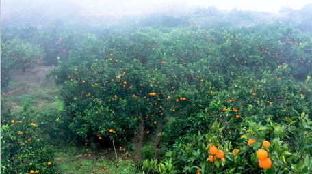 4K航拍果园橙子树迷雾山间实拍视频素材