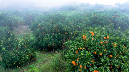 4K航拍果园橙子树迷雾山间实拍视频素材