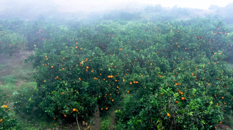 4K航拍果园橙子树迷雾山间实拍视频素材