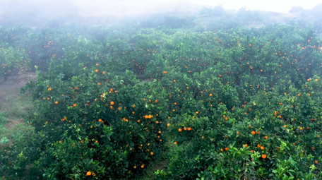 4K航拍果园橙子树迷雾山间实拍视频素材