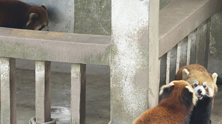 小熊猫浣熊玩耍吃竹子动物类实拍素材