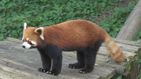 小熊猫浣熊玩耍吃竹子动物类实拍素材