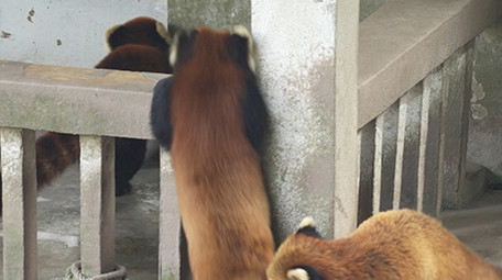 小熊猫浣熊玩耍吃竹子动物类实拍素材