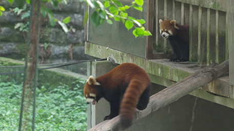 小熊猫浣熊玩耍吃竹子动物类实拍素材