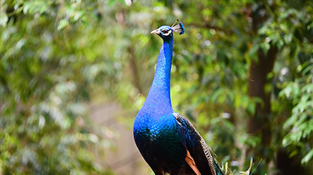 动物园动物实拍孔雀开屏实拍视频