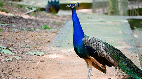 动物园动物实拍孔雀开屏实拍视频