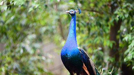 动物园动物实拍孔雀开屏实拍视频