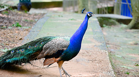 动物园动物实拍孔雀开屏实拍视频