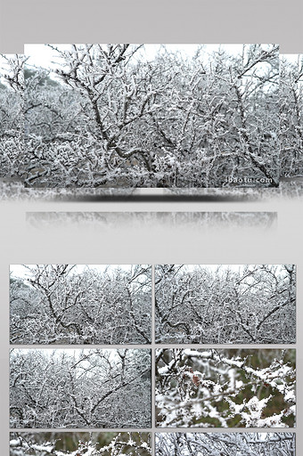 冰雪覆盖的梅花树图片