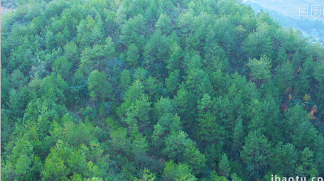 4K航拍松树大山森林视频素材