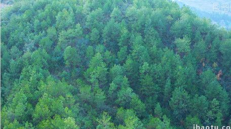 4K航拍松树大山森林视频素材