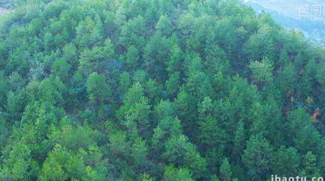 4K航拍松树大山森林视频素材