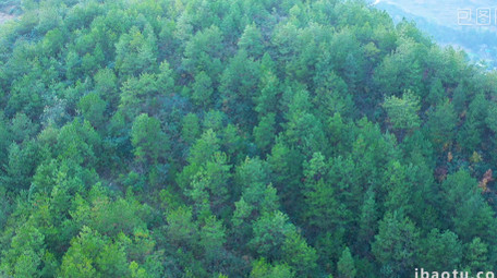 4K航拍松树大山森林视频素材