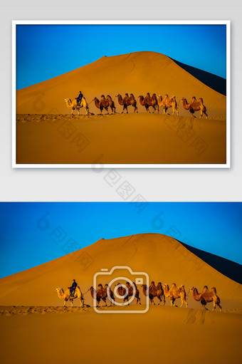 额济纳旗沙漠中的骆驼队伍图片