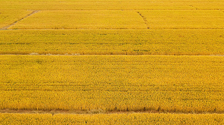 4K实拍金黄丰收的稻田视频素材