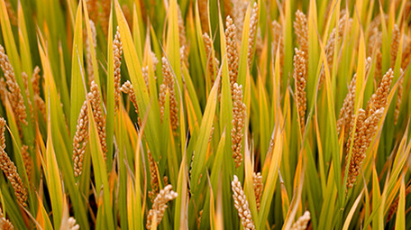 4K实拍金黄丰收的稻田视频素材