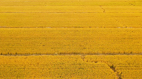 4K实拍金黄丰收的稻田视频素材