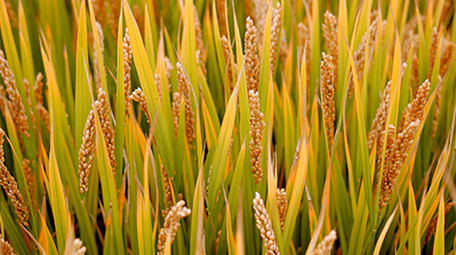 4K实拍金黄丰收的稻田视频素材