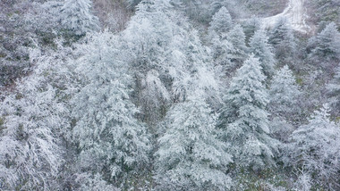 4K航拍严寒冬季大雪森林树枝银装素裹冰天