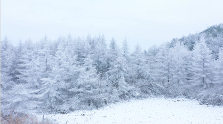4K航拍唯美雪景松树白雪弥漫银装素裹雪山