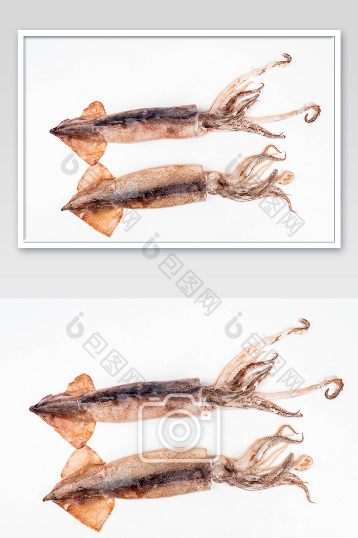 海鲜水产鱿鱼摄影图图片图片